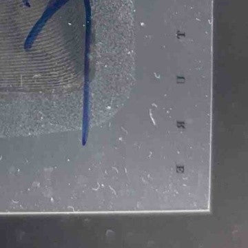 2012 Panini Elite Coby Fleener Rookie Inscriptions Blue Ink #16 RC Auto