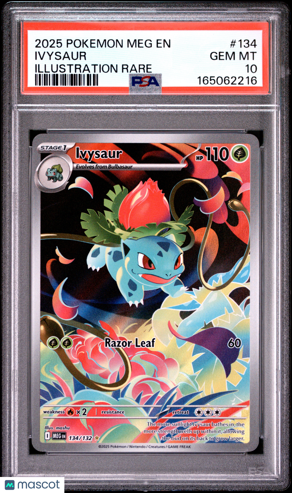 2025 Pokemon Meg EN-Mega Evolution Ivysaur #134 Illustration Rare PSA 10